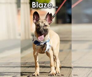 Blaze from Taiwan - Male Mutt Dog for Adoption - Photo #3