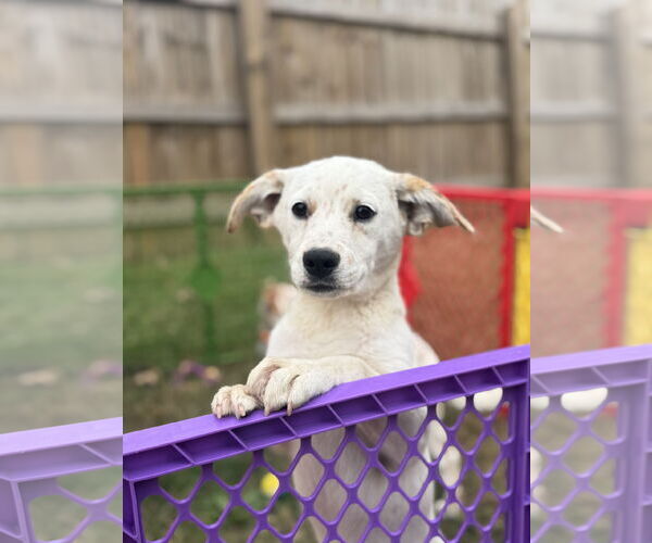 Medium Photo #2 Basset Hound-Red Heeler Mix Puppy For Sale in Holly Springs, NC, USA