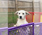 Small #1 Basset Hound-Red Heeler Mix