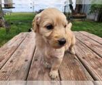 Small #1 Goldendoodle