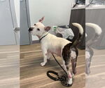 Small #5 American Pit Bull Terrier Mix