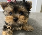 Small #1 Yorkshire Terrier