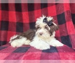 Small #3 ShihPoo