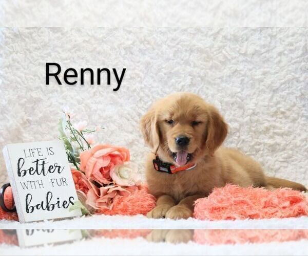 Medium Photo #3 Golden Retriever Puppy For Sale in LOYAL, WI, USA