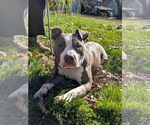 Small #1 American Pit Bull Terrier