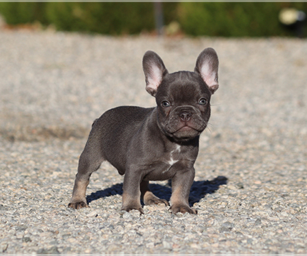 Medium Photo #10 French Bulldog Puppy For Sale in LITTLEROCK, CA, USA