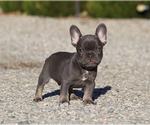 Felix - Male French Bulldog Puppy for Sale - Photo #10