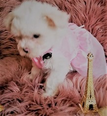 Maltese Puppy for sale in PISCATAWAY, NJ, USA