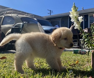 Golden Retriever Puppy for sale in COVINA, CA, USA