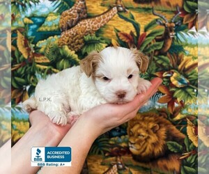Yorkshire Terrier Puppy for sale in WINNSBORO, LA, USA