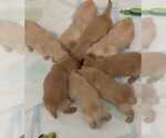 Small Photo #3 Golden Retriever Puppy For Sale in PIERCE, CO, USA