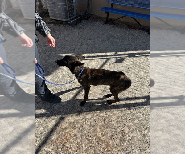Medium Photo #2 - Mix Puppy For Sale in Imlay City, MI, USA
