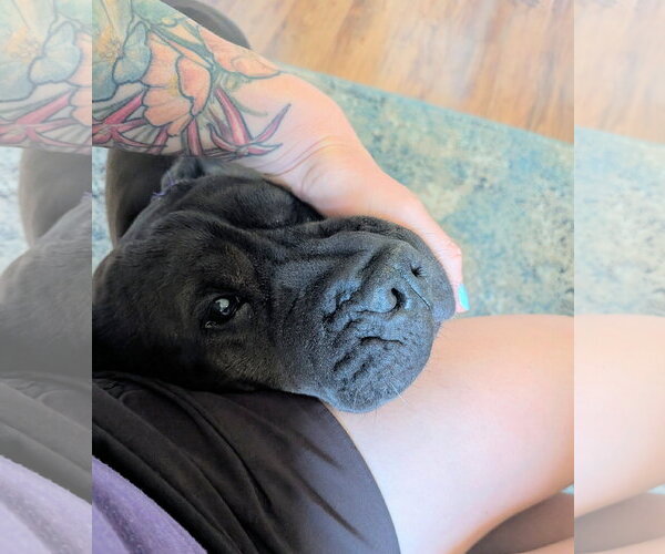 Medium Photo #3 Mutt Puppy For Sale in Sandy, UT, USA