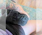 Small #2 Mutt