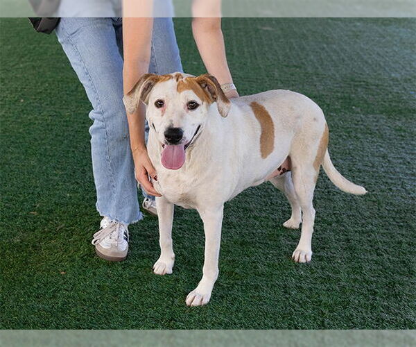 Medium Photo #2 Labrador Retriever Puppy For Sale in Pasadena, CA, USA
