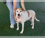 Small #1 Labrador Retriever
