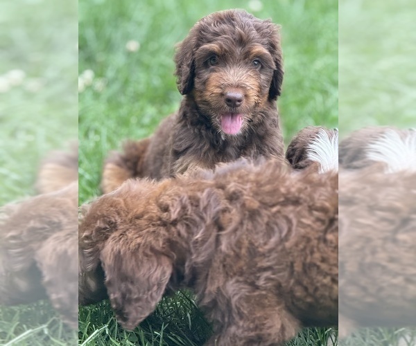 Medium Photo #3 Aussiedoodle Miniature  Puppy For Sale in WOODSTOCK, IL, USA