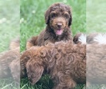 Small #2 Aussiedoodle Miniature 