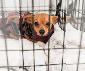 Chihuahua-Unknown Mix Dogs for adoption in Visalia, CA, USA