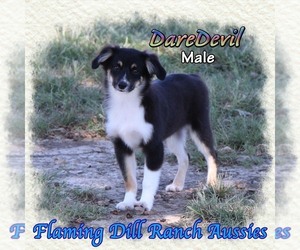 Miniature Australian Shepherd Puppy for sale in FORESTBURG, TX, USA