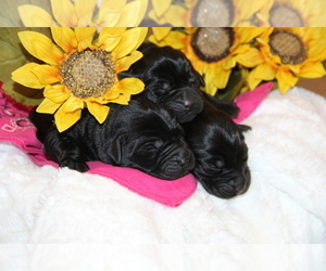 Labrador Retriever Puppy for sale in HYDE PARK, VT, USA