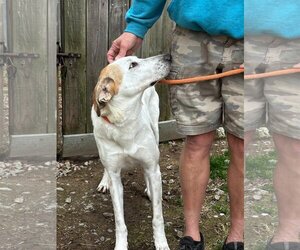 Mutt Dogs for adoption in Thomasville, NC, USA
