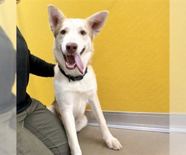 Medium Photo #1 Gerberian Shepsky Puppy For Sale in Temple, TX, USA