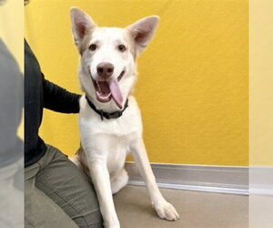 Gerberian Shepsky Dogs for adoption in Temple, TX, USA