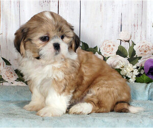 Shih Tzu Puppy for sale in PENNS CREEK, PA, USA