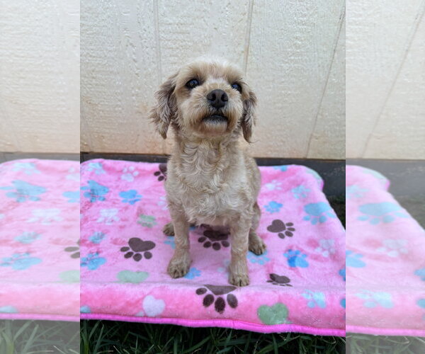 Medium Photo #4 Poodle (Miniature) Puppy For Sale in Pacolet, SC, USA