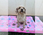 Small #3 Poodle (Miniature)