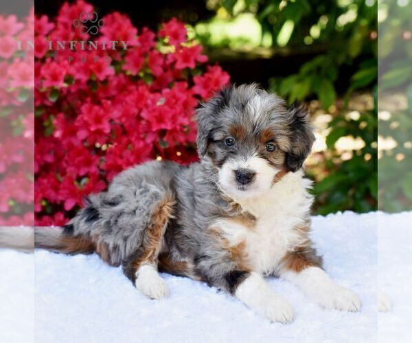 Medium Photo #1 Aussiedoodle Miniature  Puppy For Sale in SUNBURY, PA, USA