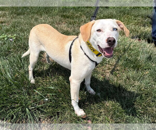 Medium Photo #2 Aussiedor Puppy For Sale in Lee's Summit, MO, USA