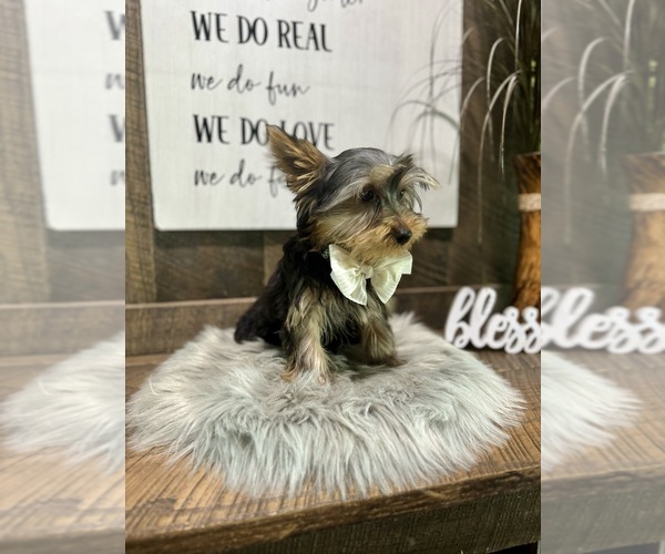 Medium Photo #6 Yorkshire Terrier Puppy For Sale in NAPPANEE, IN, USA