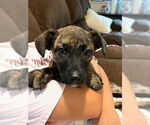 Small #16 Mutt
