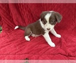 Puppy Selena Borador