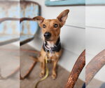 Small #1 Australian Kelpie Mix