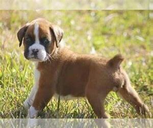 Boxer Puppy for sale in THREE RIVERS, MI, USA