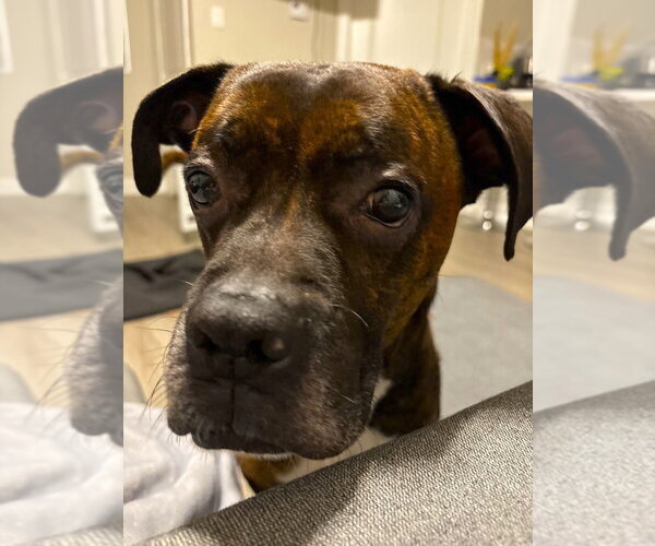 Medium Photo #3 Boxer Puppy For Sale in Austin, TX, USA
