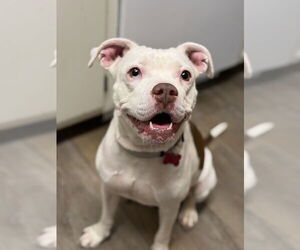 Mutt Dog for Adoption in Boston, Massachusetts USA