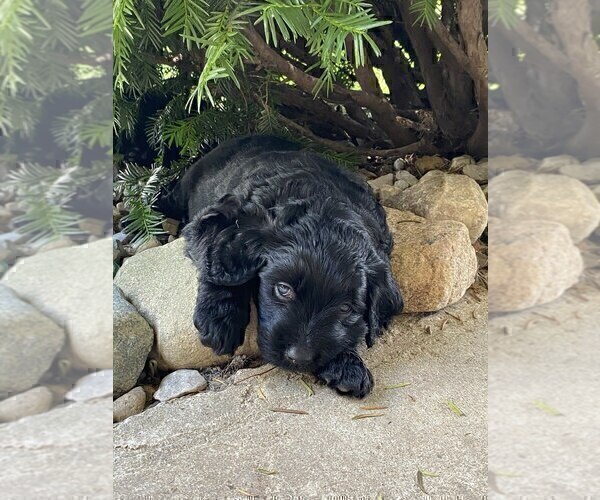 Medium Photo #2 Goldendoodle Puppy For Sale in PARKER CITY, IN, USA