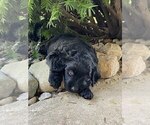 Small #1 Goldendoodle
