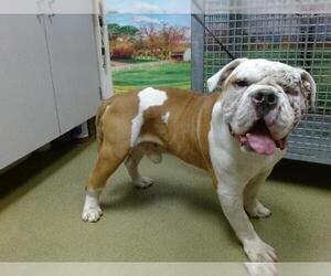 Bulldog Dogs for adoption in Moreno Valley, CA, USA