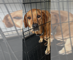 Mutt Dogs for adoption in Atlanta, GA, USA