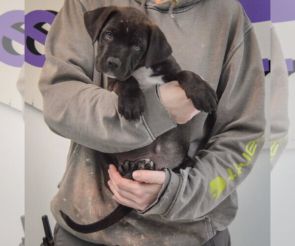 Medium Photo #4 Boxer-Unknown Mix Puppy For Sale in Huntley, IL, USA