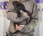Small #3 Boxer Mix