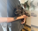 Small #5 F2 Aussiedoodle