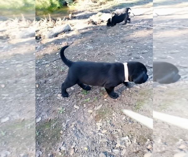 Medium Photo #22 Labrador Retriever Puppy For Sale in IONE, CA, USA