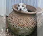 Small #13 Chiweenie