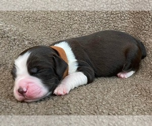 English Springer Spaniel Puppy for sale in NORTHWOOD, IA, USA